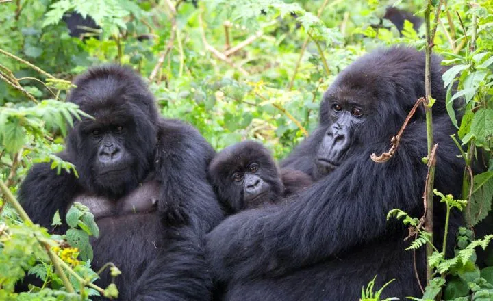 African Gorilla Names