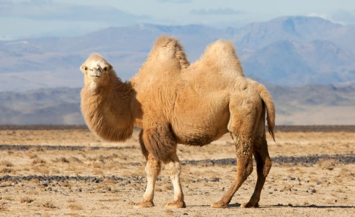 Cute And Funny Camel Names