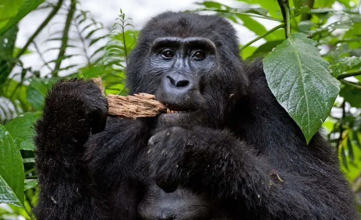 Female Gorilla Names