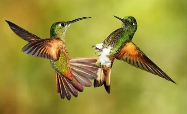 Catchy Hummingbird Names
