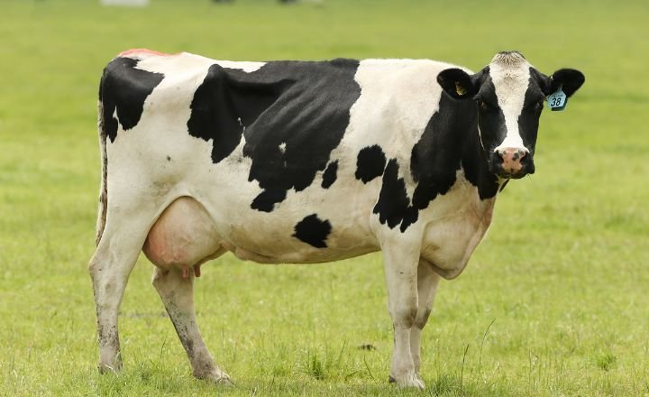 Catchy Cow names