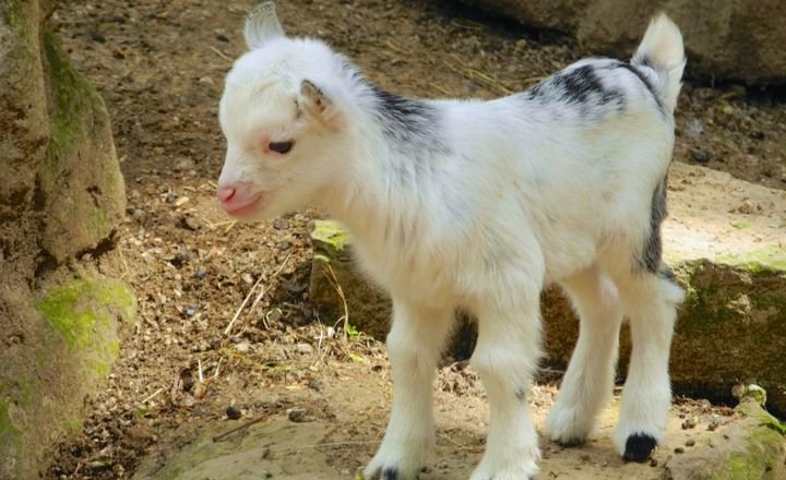 Catchy Goat Names