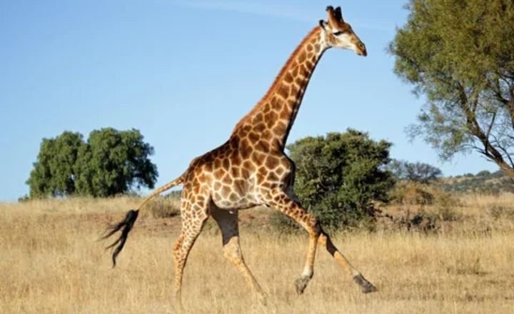Funny Giraffe Names