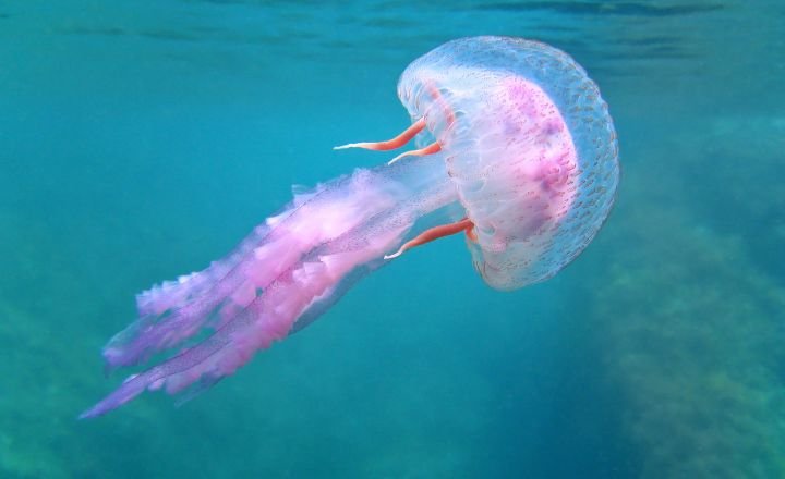 Funny Jellyfish Names