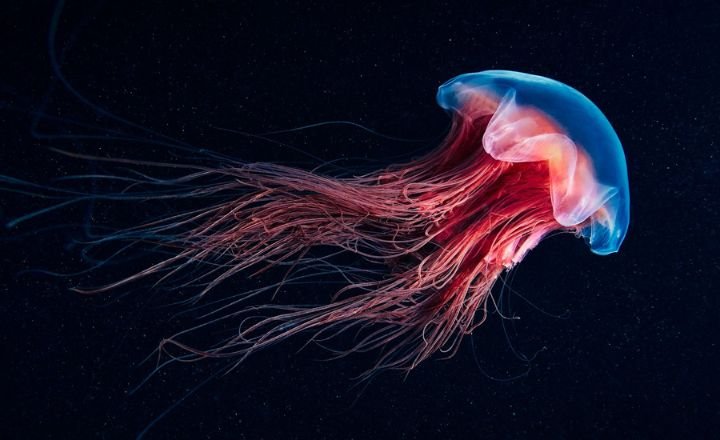 Funny Jellyfish Names