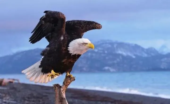  Cool And Catchy Eagle Names