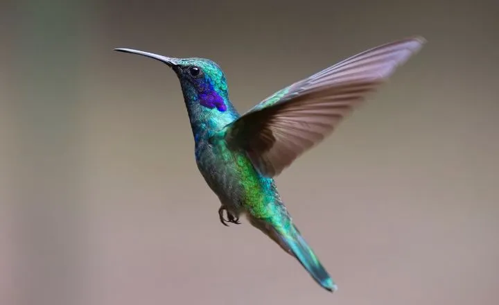 Catchy hummingbird name