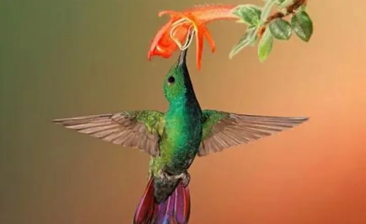 Catchy hummingbird name