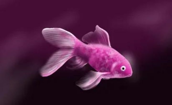 Cute and catchy pink fish names