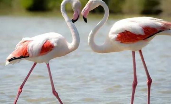 Catchy Flamingo Names
