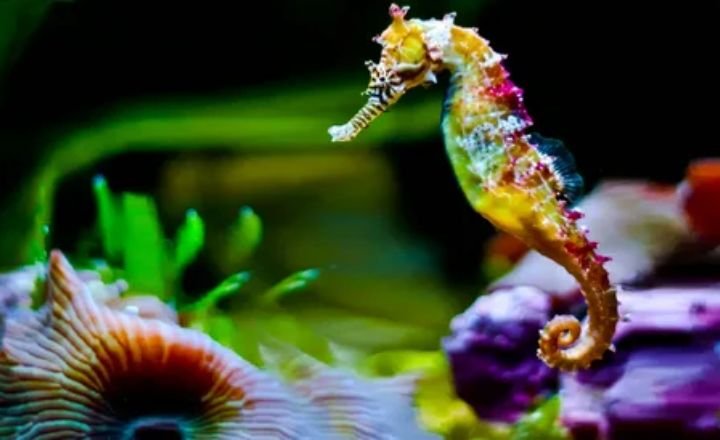 Catchy Seahorse Names