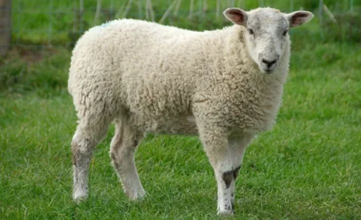 Catchy Sheep Names
