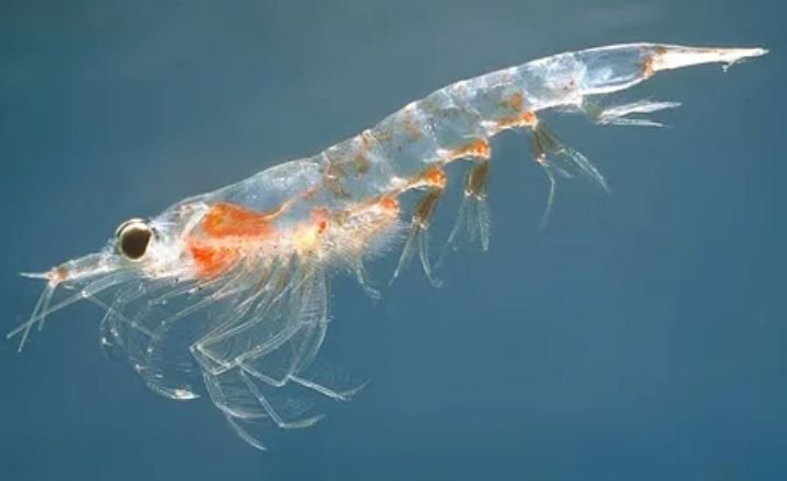 Catchy Shrimp Names