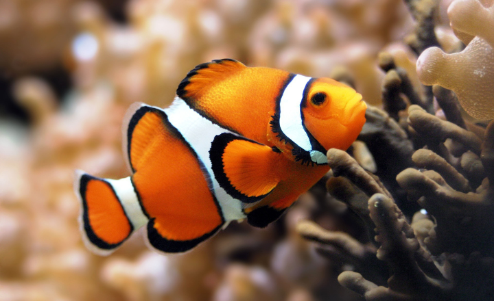 Catchy clownfish Names 