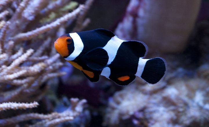 Catchy Clownfish Names