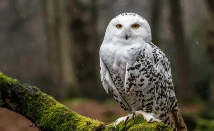 Cool and Catchy owl names