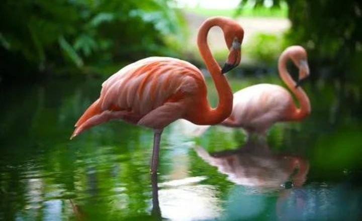 Catchy Flamingo Names