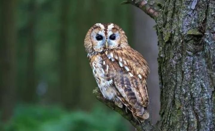 Cool and Catchy owl names