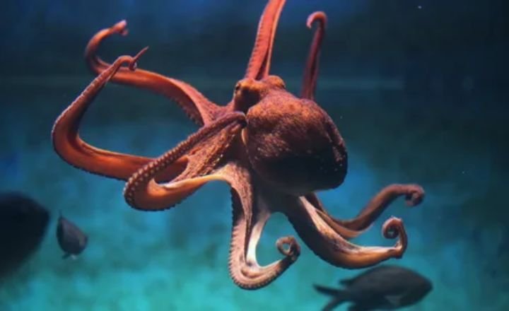 catchy octopus names 