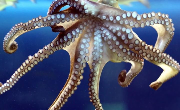 catchy octopus names