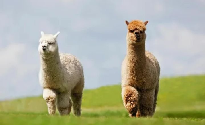 Catchy Llama Names