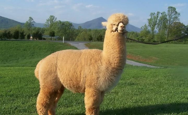 Catchy Llama Names