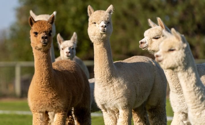 Catchy Llama Names