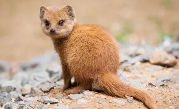 Catchy Mongoose Names