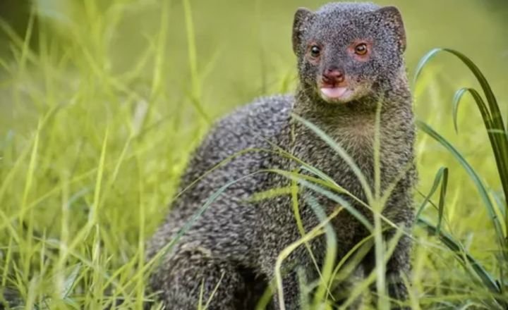  Catchy Mongoose Names 