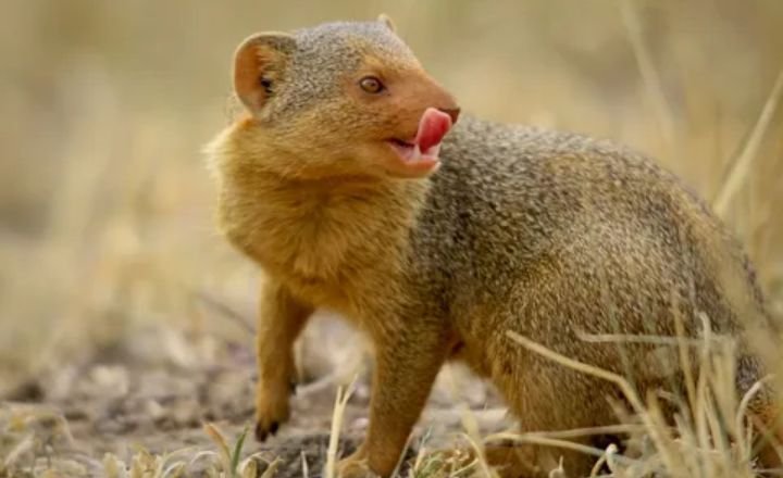  Catchy Mongoose Names 