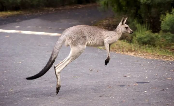 Funny Kangaroo Names 