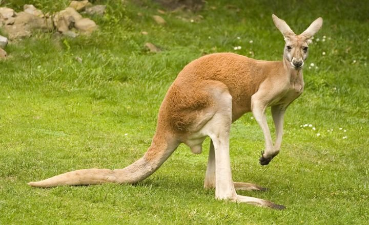 Funny Kangaroo Names