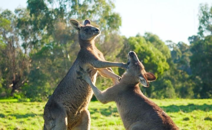 Funny Kangaroo Names 