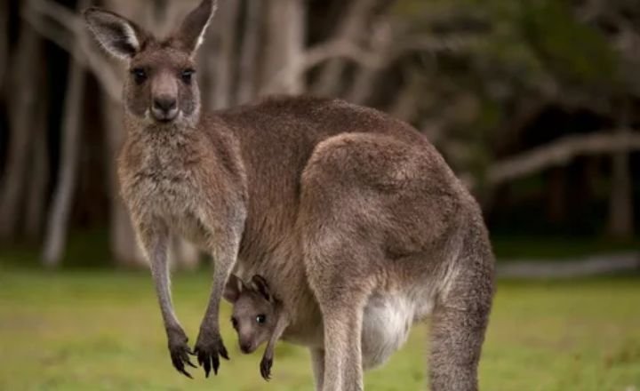 Funny Kangaroo Names 