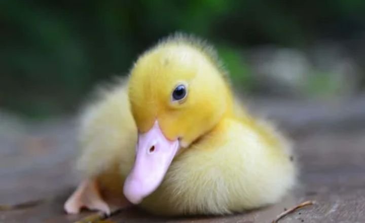 Funny Duck Names 