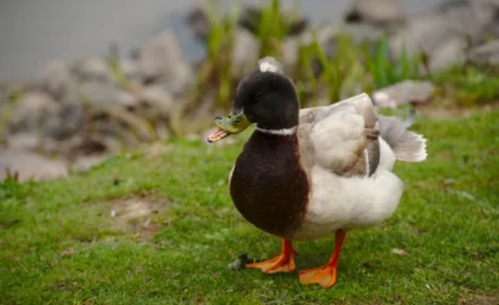 Funny Duck Names 