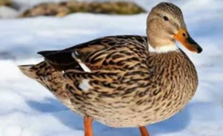 Funny Duck Names