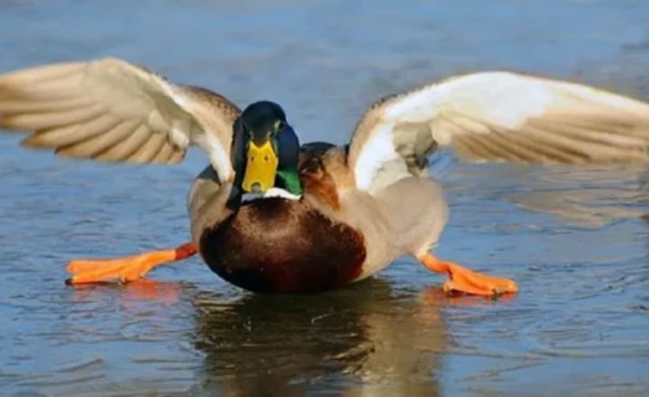 Funny Duck Names 